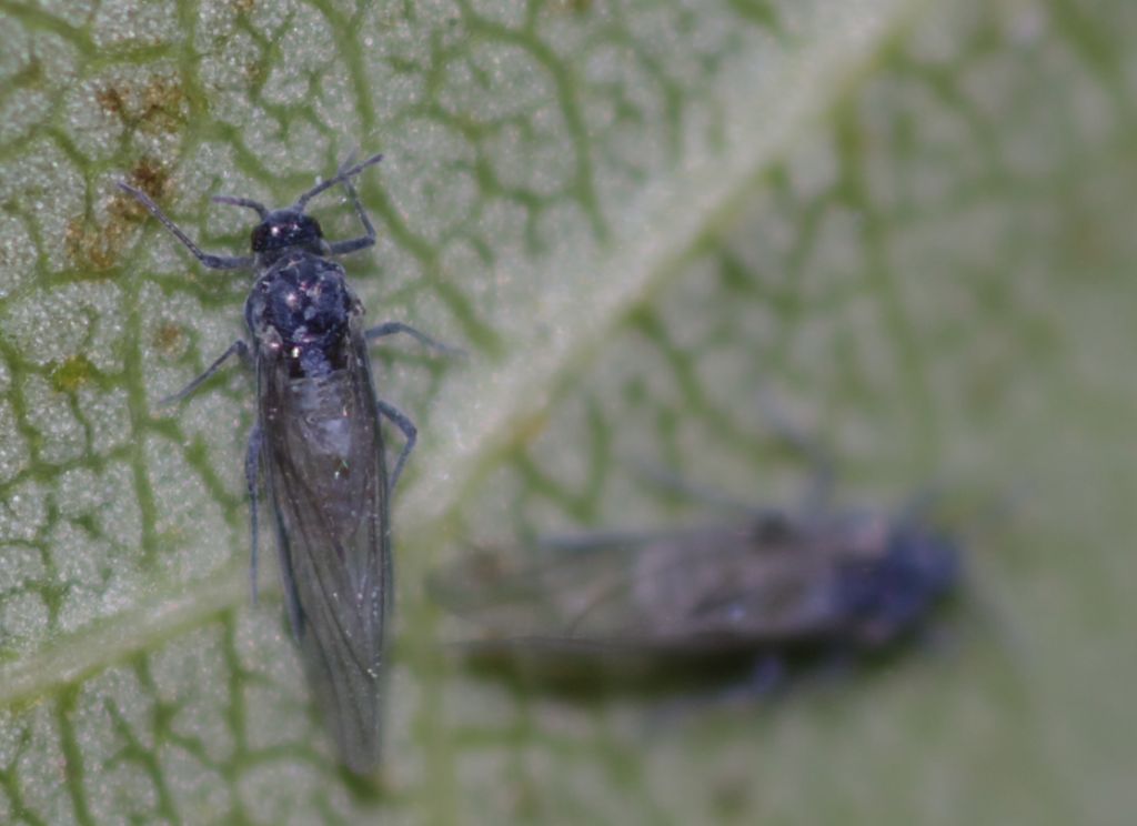 Aphididae: cfr. Pemphigus sp.